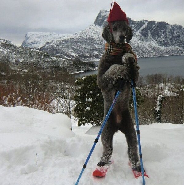un chien skieur